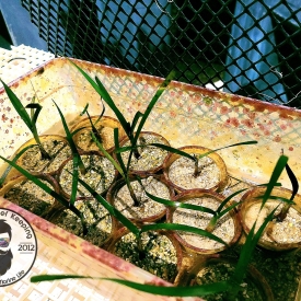 BRIGHT GREEN TURTLE GRASS SHOOT (THALASSIA TESTUDINUM) EXCELLENT FOR NUTRIENT CONTROL IN AN AQUARIUM MACROALGAE