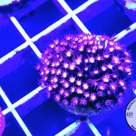 ARK Hot Pink Stylocoeniella