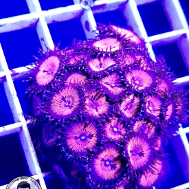 WWC Bloodsuckers Zoas- 2 to 4 polyps