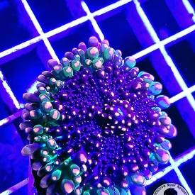 Godzilla Bounce Mushroom- WYSIWYG