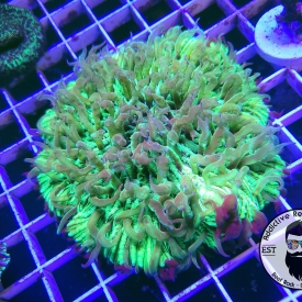 Green Fungia (Large) Plate Coral ALMOST WYSIWYG