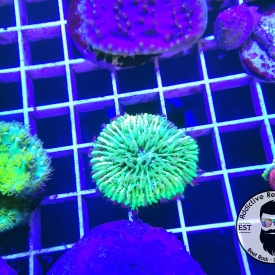 Green Fungia (Small) Plate Coral WYSIWYG