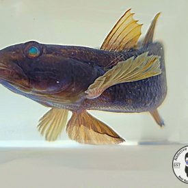 Photo_1666266912038
