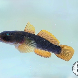 Caribbean Yellow Fin Goby- WYSIWYG