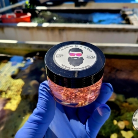 4oz LIVE Coralline Algae 4 Types!!! GREAT FOR STARTING CORALINE IN SALTWATER