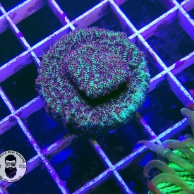 ARK Green Encrusting Pavona-