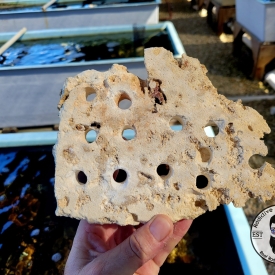 ARK Frag Shelf Rock- 10 Frag Holes- 6″× 9″- 1″ Thick