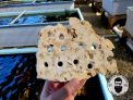 ARK Frag Shelf Rock- 10 Frag Holes- 6″× 9″- 1″ Thick