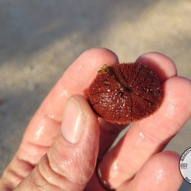 Sea Biscuit Urchin Sand Dollar Large to Small
