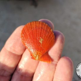 Photo_1667865493902