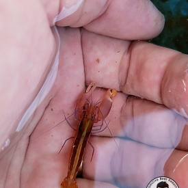 Orange Pistol Shrimp-Alpheus spp