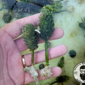 Pine Cone Plant- Stem Macro Algae