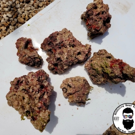 LIVE Caribbean Starter Rock- Coralline, Bacteria Fauna