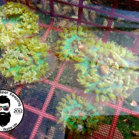 Popping Green St. Thomas Mushroom 2 to 3″