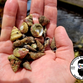 100x Mix’n’Match Astraea Turbo, Stocky Cerith Snail- Saltwater Algae Cleaner Astraea