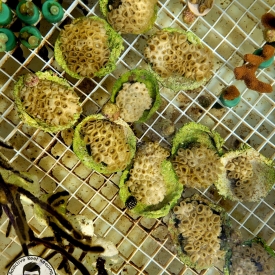 ARK White Encrusting Palythoa caribaeorum Zoa Colony- 10 to 20 Polyps