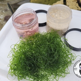 LIVE Saltwater Starter Kit 4oz Liquid Coralline Algae, Chaeto, LIVE Sand 1/2 cup