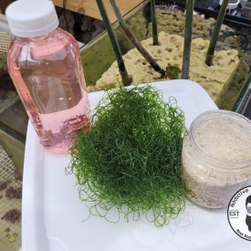 LIVE Saltwater Starter Kit 16oz Liquid Coralline Algae, Chaeto, LIVE Sand