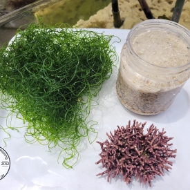 LIVE Saltwater Starter Kit- Branching Coraline, Chaeto, LIVE Sand