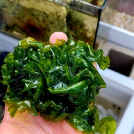 Sea Lettuce Ulva Lactuca sp. Macro Algae 1 cup