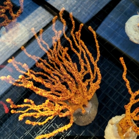 Large Yellow Finger Gorgonian NPS 6″ to 10″ Colorful Sea Rod