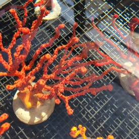 Large Yellow Orange Finger Gorgonian 6″ to 10″ Colorful Sea Rod NPS