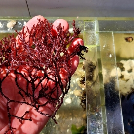 LIVE 1/2 Cup | Red Razor Algae | Bryothamnion triquetrum | Macro Algae/Macroalgae Coral for Saltwater Reef Tank/Refugium/Aquarium