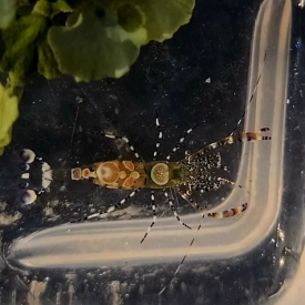 Shrimp, Spotted Anemone – Periclimenes sp