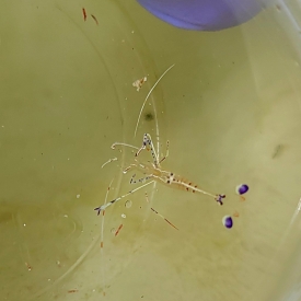Pedersen’s Cleaner Shrimp
