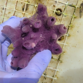 Purple Sponge