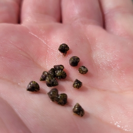 Trochus Snail Small Breeding Size