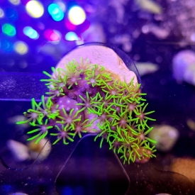 ARK Green Star Polyps- Frag