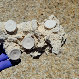 WYSIWYG Rare Premium Frag Rock 4 Hole- ARKPFR-1 1.55lbb