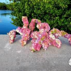 ARK Branch Reef Rock Island Dreams 10″ to 20″