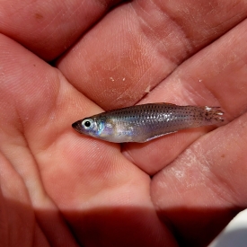 Wild Saltwater Mollies from Florida Keys
