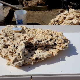 WYSIWYG Premium Shelf Rock- ARKPS-17 28.lb 21×13.5×5″