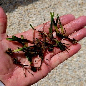 5 Pack Turtle Grass Sprouted Seedlings Marine Plant Macro Saltwater Aquatic Seed