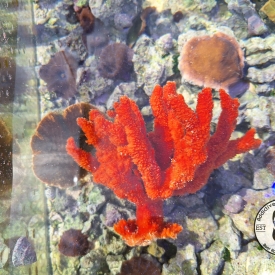 Red Tree Sponge (Ptilocaulis)