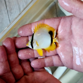 Spotfin Butterflyfish (Chaetodon ocellatus)