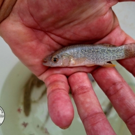 Gulf Killifish Medium to Large