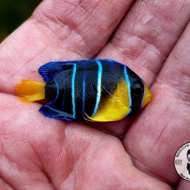 Juvenile Queen Angelfish WYSIWYG