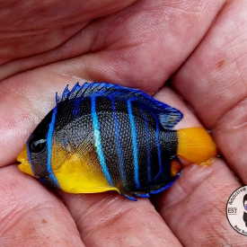 Juvenile Queen Angelfish WYSIWYG