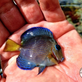 Atlantic Blue Tang WYSIWYG