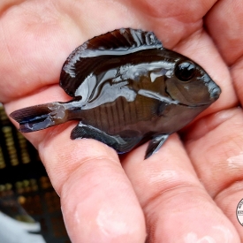 Doctorfish Tang 2″ to 3″ Acanthurus chirurgus