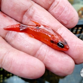 Flame Cardinalfish WYSIWYG (Apogon spp.)