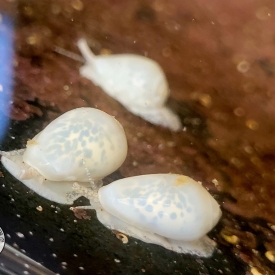 Glowing Marginella Snail Aquaculture Florida Keys