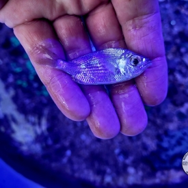 Mojarra FIsh Small to Medium