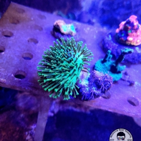 ARK Neon Green Toadstool-