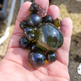 Bubble Algae (Valonia ventricosa) Saltwater Marco Algae Single Cell