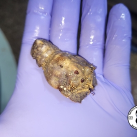 Slipper Lobster Small to Medium